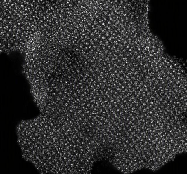 荧光金纳米簇 尺寸分布示意（AI 模拟电镜图） - 康稳生物科技