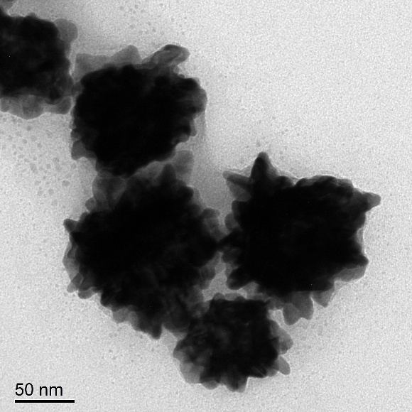 金纳米花 TEM 形貌图（标尺 50 nm） - 康稳生物科技