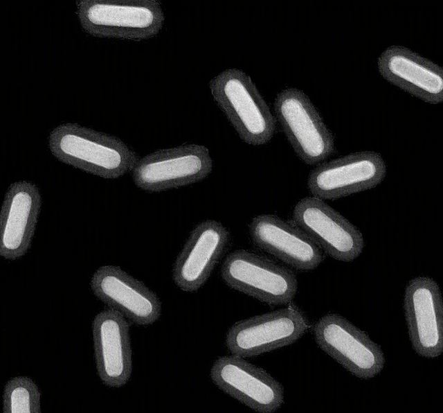 PEG修饰金纳米棒 结构示意（AI 模拟电镜图） - 康稳生物科技
